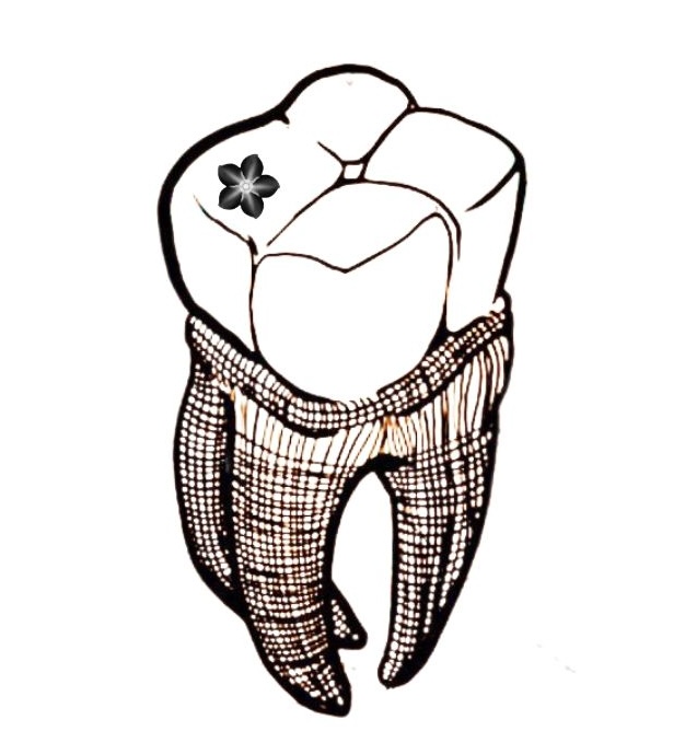 STUDIO DENTISTICO    DOTT. FEDERICO GUZZO